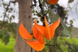 Ngắm mùa hoa đỏ nơi đại ngàn Gia Lai 