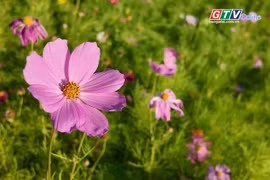 Đẹp lung linh “thảm hoa” ở suối Hội Phú