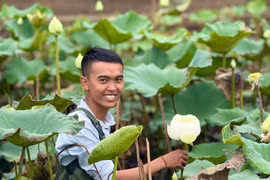 Tăng thu nhập nhờ trồng sen trắng