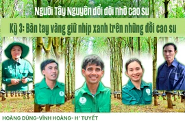 Bàn tay vàng giữ nhịp xanh trên những đồi cao su