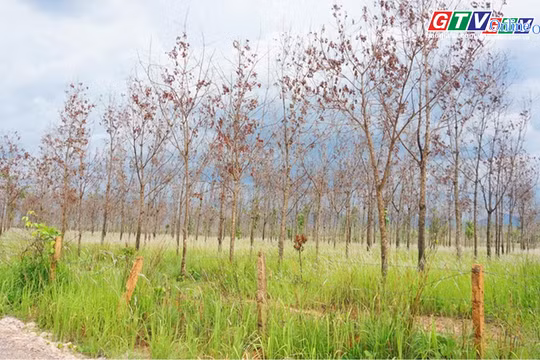 Toàn cảnh Gia Lai 24h: Chủ tịch UBND tỉnh yêu cầu đẩy nhanh chuyển đổi diện tích cao su chết, kém phát triển