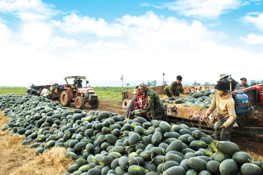 Mùa dưa Tết trên cao nguyên