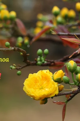 Giữ hồn Tết từ những làng hoa.