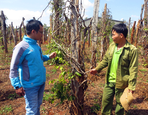 Tình trạng tiêu chết, cùng với giá tiêu giảm trong thời gian dài khiến nhiều hộ nông dân lâm cảnh thua lỗ, không còn mặn mà chăm sóc vườn tiêu. Ảnh: Lê Kiến