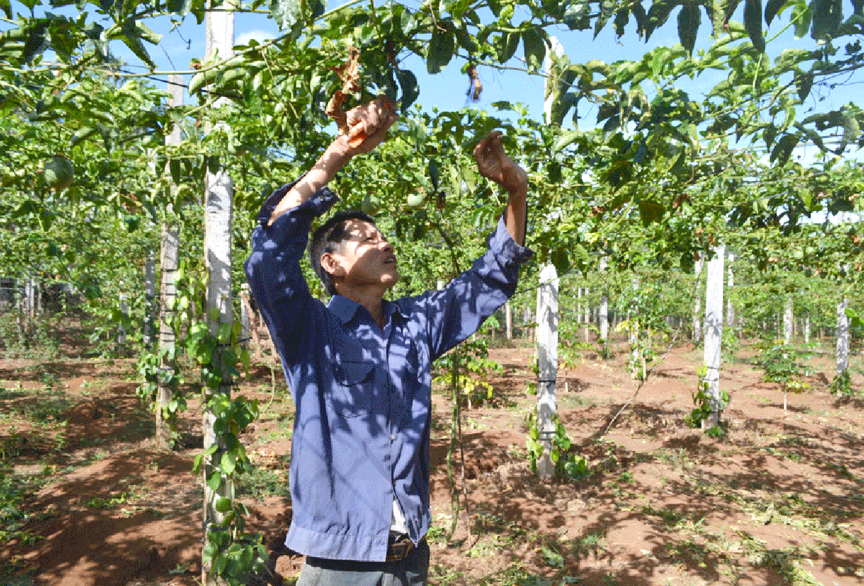 Người dân huyện Chư Pưh trồng chanh dây trong vườn hồ tiêu. Ảnh: Lê Nam