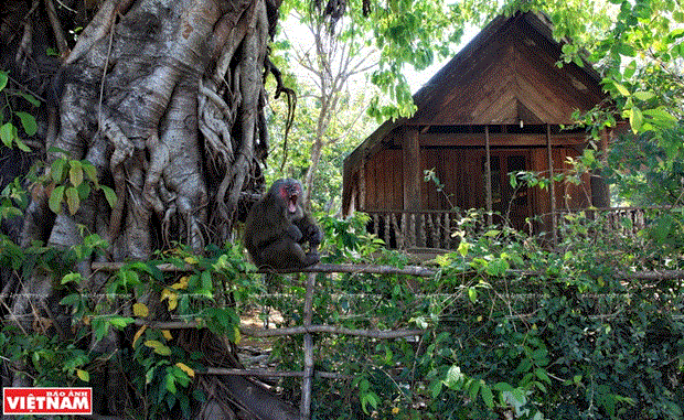 Những cây đa cổ thụ được người dân buôn M’Liêng coi như vật thiêng. Mỗi lần trong buôn có lễ hội hay gia đình nào có việc quan trọng, già làng, trưởng buôn và người chủ hộ đều mua lễ ra cúng cây cầu cho mưa thuận gió hòa, cuộc sống buôn làng ấm no, hạnh phúc.