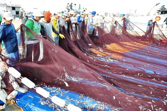 Sản lượng đánh bắt giảm dẫn đến nhiều chủ tàu ở Quảng Ngãi gặp khó khăn, lao động bỏ nghề tăng .Ảnh: TỬ TRỰC