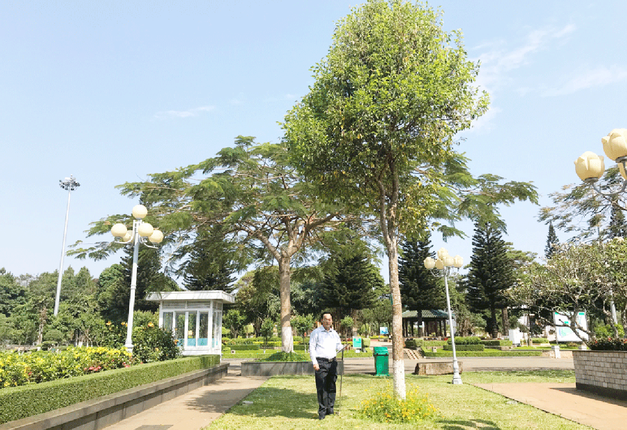 Cây kơ nia được trồng trong khuôn viên Quảng trường Đại Đoàn Kết (TP. Pleiku). Ảnh: Phương Vi