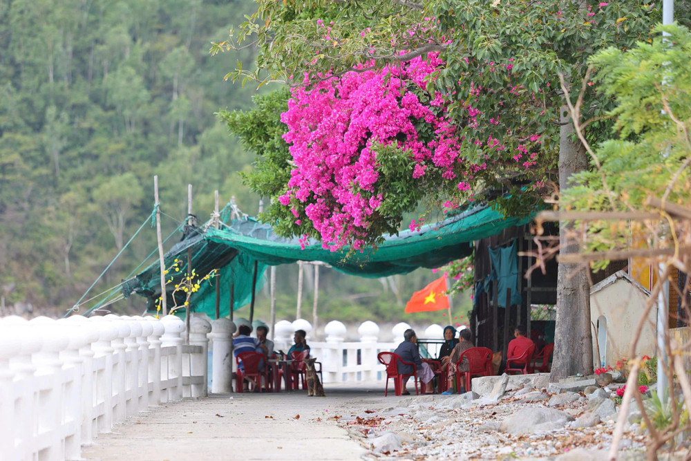 Hoa giấy được trồng nhiều dọc con đường ven biển tại Bích Đầm. ẢNH: BÁ DUY Hoa giấy được trồng nhiều dọc con đường ven biển tại Bích Đầm. ẢNH: BÁ DUY