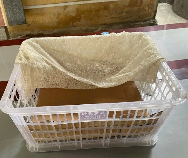 Bé gái sơ sinh được đặt trong giỏ nhựa bỏ trong điểm canh đê Bé gái sơ sinh được đặt trong giỏ nhựa bỏ trong điểm canh đê