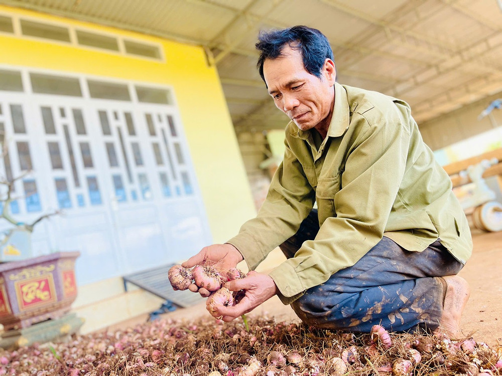 Ông Đoàn Khắc Châu (thôn 1, xã Trà Đa, TP Pleiku) phấn khởi chuẩn bị giống lay ơn cho vụ mới. Ảnh: T.D 2-them-ong-doan-khac-chau-thon-1-xa-tra-da-tp-pleiku-phan-khoi-chuan-bi-giong-lay-on-cho-vu-moi-anh-td.jpg