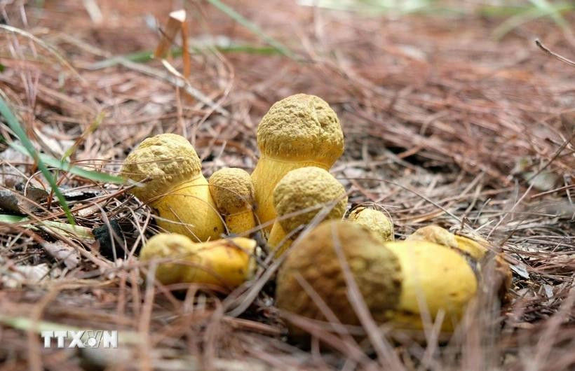 Một “ổ nấm” kaki ăn được, mọc dưới tán rừng thông Đà Lạt. Ảnh: Nguyễn Dũng/TTXVN nam.jpg