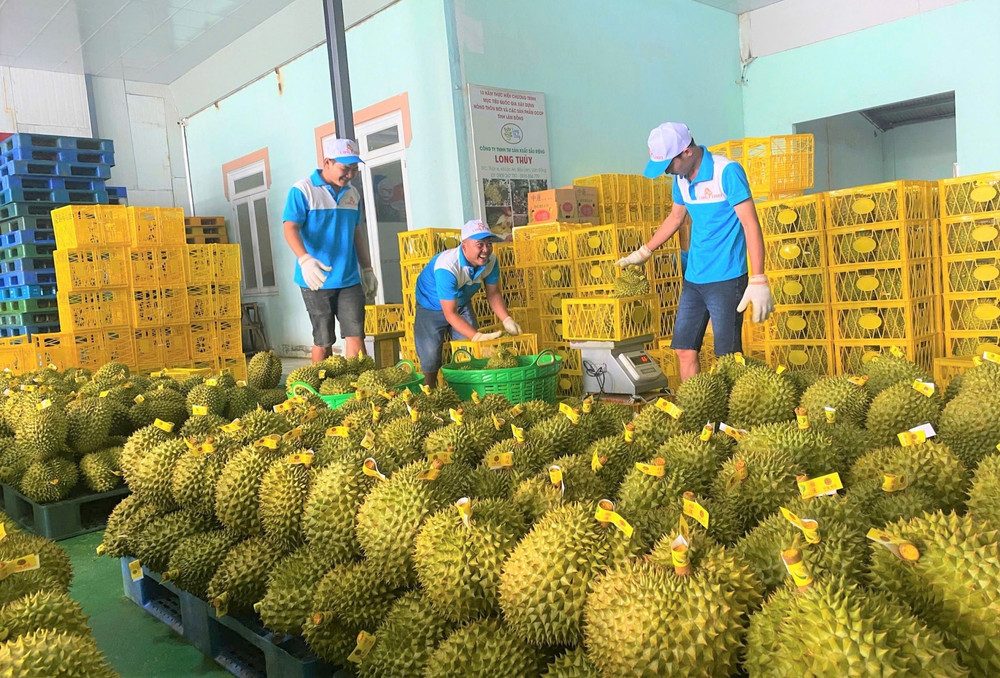 Bộ Nông nghiệp và Môi trường đang chỉ đạo các cơ quan, đơn vị trực thuộc Bộ hỗ trợ tỉnh Lâm Đồng triển khai việc kiểm soát chất lượng sản phẩm sầu riêng phục vụ xuất khẩu trong niên vụ năm 2025 2lamdong.jpg