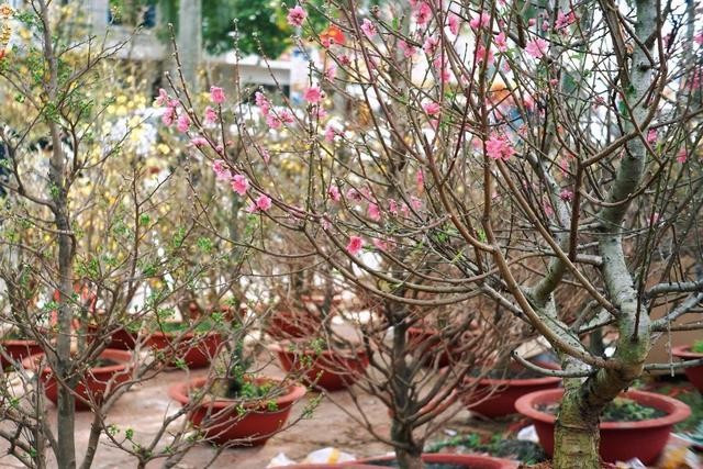 Hoa đào khoe sắc bên cạnh sắc vàng của hoa mai tại chợ hoa tết Bảo Lộc (Lâm Đồng). ẢNH: AN MIÊN Hoa đào khoe sắc bên cạnh sắc vàng của hoa mai tại chợ hoa tết Bảo Lộc (Lâm Đồng). ẢNH: AN MIÊN