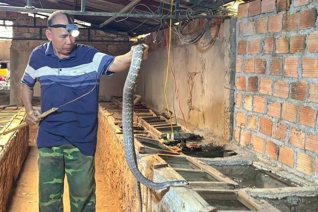 Mô hình nuôi rắn hổ trâu của ông Vân cho thu nhập cao. ẢNH: ĐỨC NHẬT 2lenrungdd.jpg