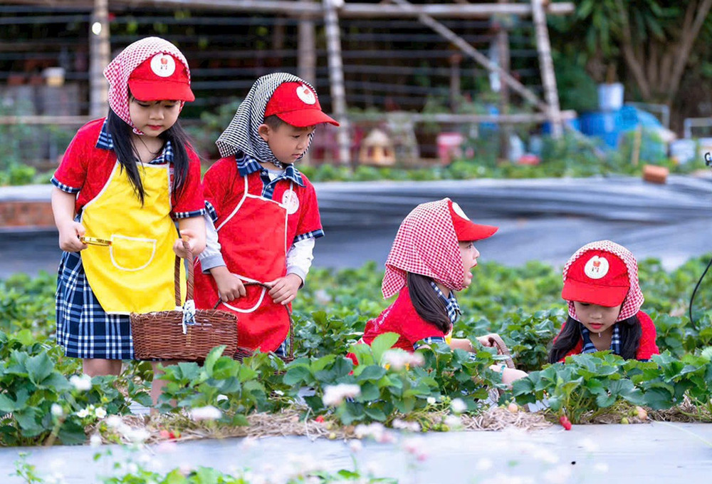 Vườn dâu tây Pleiku là địa điểm được nhiều trường mầm non lựa chọn tổ chức hoạt động trải nghiệm cho trẻ. Ảnh: T.N nong-nghiep-xanhdd.jpg