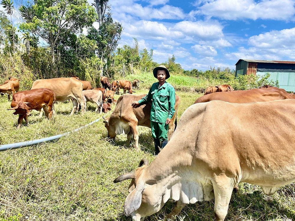 Ông Nguyễn Văn Kiên (SN 1973, tổ 5 phường Yên Thế) thu nhập từ mô hình vườn-ao-chuồng mỗi năm từ 650 đến 700 triệu đồng. Ảnh: M.P 2layong-nguyen-van-kien-sn-1973-to-5-phuong-yen-the-thu-nhap-tu-mo-hinh-vuon-ao-chuong-moi-nam-tu-650-den-700-trieu-dong.jpg