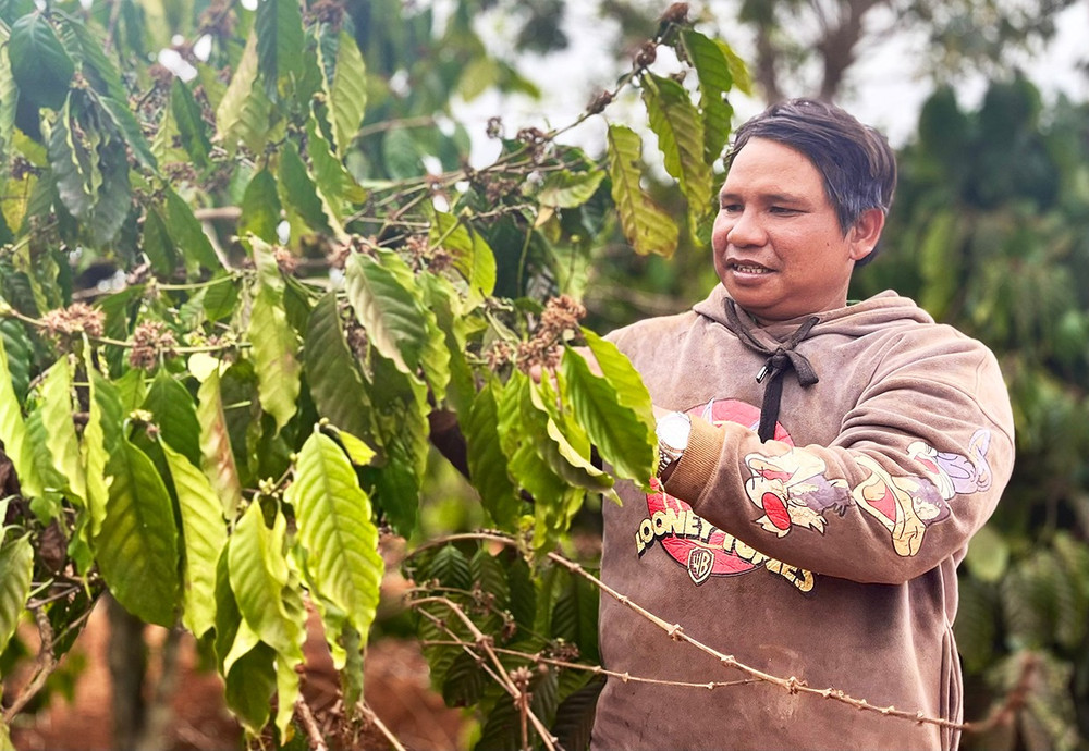 Ông Đinh Hêk (làng Thông Nha, xã Bờ Ngoong, huyện Chư Sê) cho biết, vụ cà phê vừa rồi gia đình bán được hơn 1 tỷ đồng. Ảnh: M.P 3them.jpg