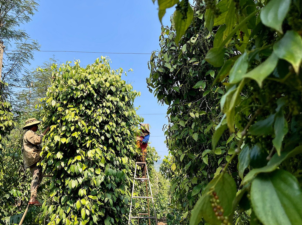 Nhờ canh tác theo hướng hữu cơ mà vườn tiêu của thành viên Hợp tác xã Nông nghiệp và Dịch vụ Nam Yang cho năng suất khá cao, hạn chế sâu bệnh hại. Ảnh: Thảo Nguyên 2vt.jpg