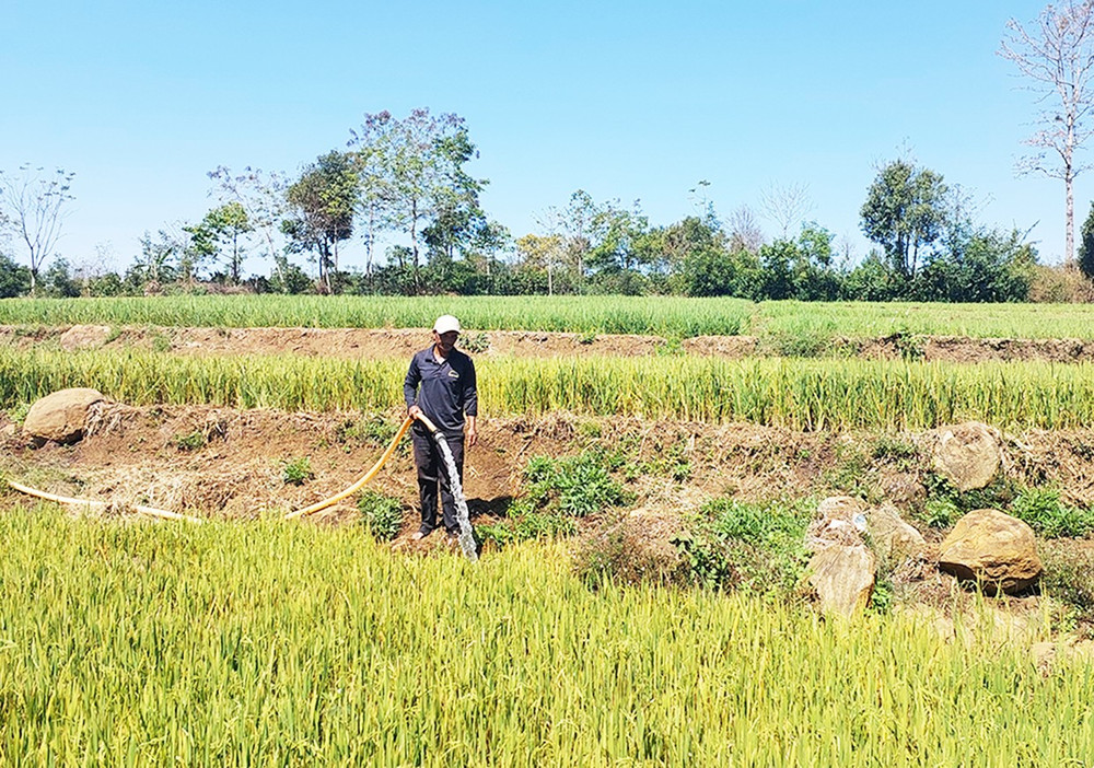 Ông Rah Lan Hble (làng Amo, xã Bờ Ngoong, huyện Chư Sê) bơm nước tưới cho ruộng lúa. Ảnh: N.D lua-dong-xuan-truoc-nguy-co-han-cuoi-vu-bg.jpg