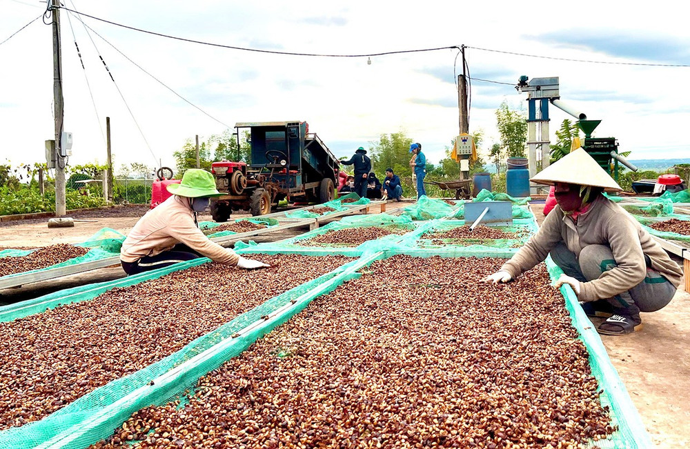 Hợp tác xã Sản xuất-thương mại và dịch vụ nông nghiệp Glar (xã Glar, huyện Đak Đoa) chế biến cà phê đặc sản. Ảnh: V.T ca-phe-dac-san-chinh-phuc-thi-truong-kho-tinh-dd.jpg