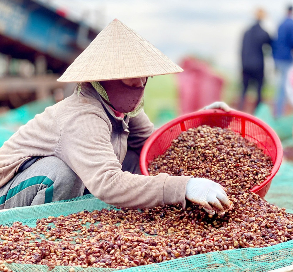Hợp tác xã Sản xuất-Thương mại và Dịch vụ nông nghiệp Glar (làng Tuơh Klah, xã Glar, huyện Đak Đoa) chế biến cà phê nhân chất lượng cao để tham gia chấm điểm cà phê đặc sản. Ảnh: Vũ Thảo 3t.jpg