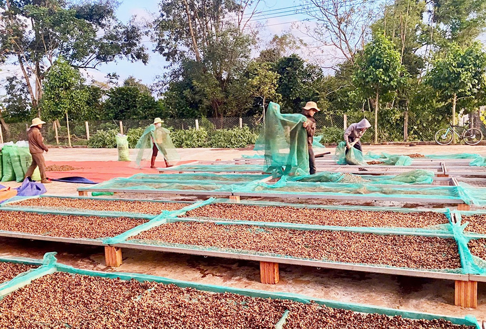 Để tạo ra hạt cà phê đặc sản, quy trình sản xuất đòi hỏi rất nghiêm ngặt từ việc chăm sóc vườn cây đến quá trình thu hái, sơ chế, rang xay, bảo quản phải đạt các điều kiện sàng lọc của SCA. Ảnh: Vũ Thảo 4t.jpg