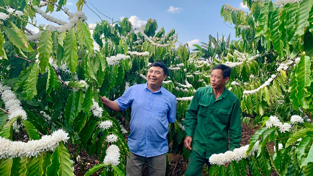 Các hộ nông dân trồng cà phê lâu năm thường được cán bộ Hội Nông dân thường xuyên đến thăm và hướng dẫn tái canh. Ảnh: Chu Hằng 2anh-3-cac-ho-nong-dan-trong-ca-phe-lau-nam-thuong-duoc-cac-hoi-nong-dan-thuong-xuyen-den-tham-va-de-huong-dan-tai-canh-anh-chu-hang.jpg