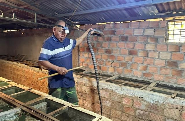Ông Vân trong chuồng nuôi rắn hổ trâu. ẢNH: ĐỨC NHẬT lenrungdd.jpg