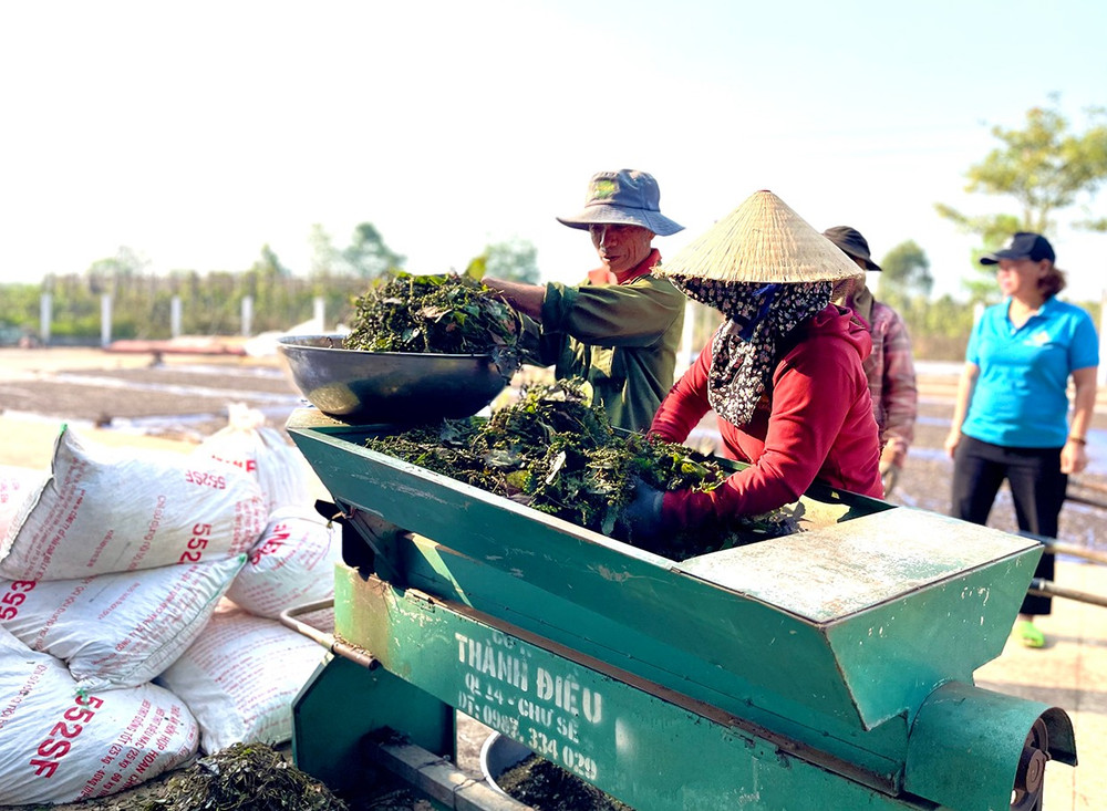 Hợp tác xã Nông nghiệp và dịch vụ Nam Yang khuyến cáo thành viên nên chuyển sang dùng bao tải màu trắng hoặc xanh để đựng hồ tiêu khi thu hoạch. Ảnh: V.T canh-bao-tinh-trang-ho-tieu-xuat-khau-bi-nhiem-chat-sudan-bg.jpg