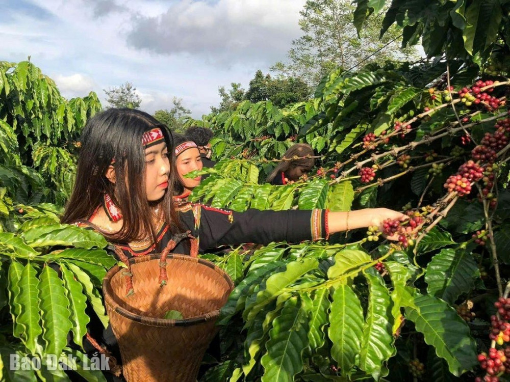 Vào mùa thu hoạch cà phê. Ảnh: Hữu Nguyên caphevidang.jpg
