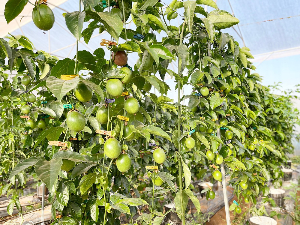 Chanh dây trồng trong nhà kính sẽ hạn chế sâu bệnh hại, cho năng suất cao hơn nhiều so với cách canh tác thông thường. Ảnh: VT 2vt.jpg