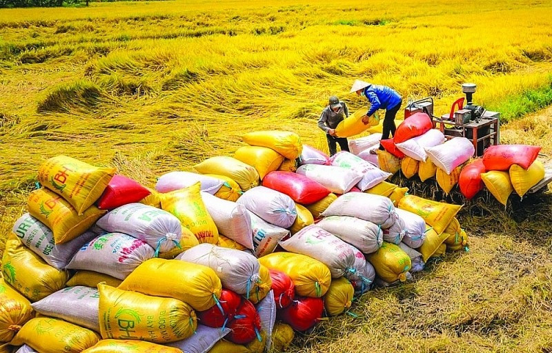 Xuất khẩu gạo Việt Nam đạt 2,34 tỷ USD trong 2025 | Báo Gia Lai điện tử
