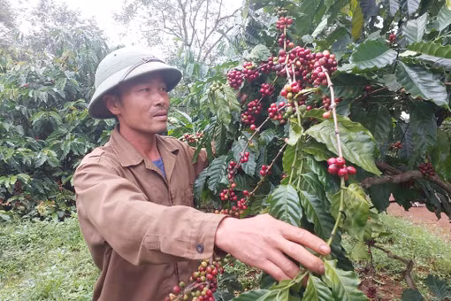Nông dân Gia Lai thấp thỏm nỗi lo cà phê giảm năng suất.