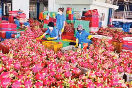 Xuất khẩu rau quả phục hồi, hướng đến mục tiêu 8 tỷ USD năm 2025