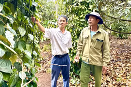 Nâng cao hiệu quả hoạt động của mô hình nông hội