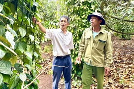 Nâng cao hiệu quả hoạt động của mô hình nông hội