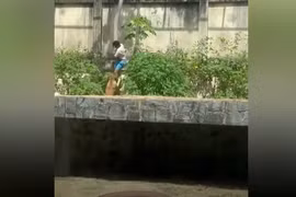 Thanh niên leo vào chuồng sư tử trong vườn thú ở Brazil