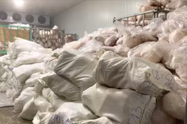 Gia Lai: Tiêu hủy hơn 100 tấn heo không rõ nguồn gốc, xuất xứ