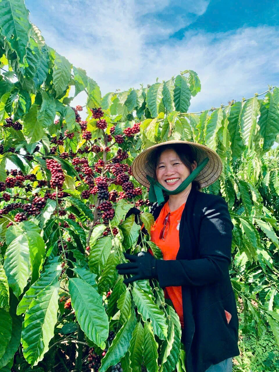 Vườn cà phê hữu cơ của HTX Nông nghiệp và dịch vụ Nam Yang luôn sinh trưởng và phát triển tốt (ảnh đơn vị cung cấp). ca-phe-huu-co.jpg