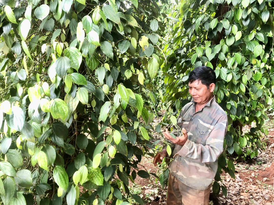 ông Rah Lan Jok-Trưởng ban công tác Mặt trận, người có uy tín làng Sơn chăm sóc vườn tiêu của gia đình. Ảnh: Lê Nam ong-rah-lan-jok-truong-ban-cong-tac-mat-tran-nguoi-co-uy-tin-lang-son-cham-soc-vuon-tieu-cua-gia-dinh.jpg