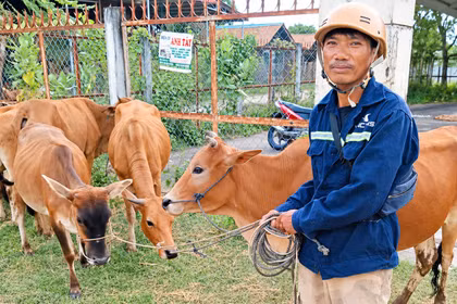 Xã Uar hỗ trợ 27 con bò sinh sản cho hộ nghèo, cận nghèo