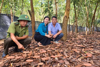 Gia Lai định hướng phát triển khoảng 31.000 ha cây dược liệu dưới tán rừng