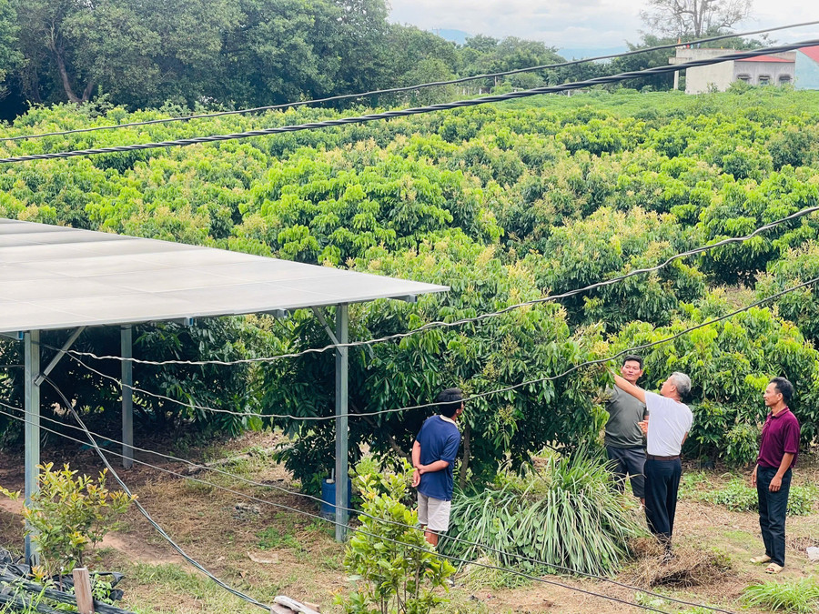 Với 3 ha cây ăn trái, anh Hải lắp đặt 18 tấm pin năng lượng mặt trời phục vụ tưới tiêu. Ảnh: Vũ Chi voi-3-ha-cay-an-trai-anh-hai-lap-dat-18-tam-pin-nang-luong-mat-troi-phuc-vu-tuoi-tieu-anh-vu-chi.jpg