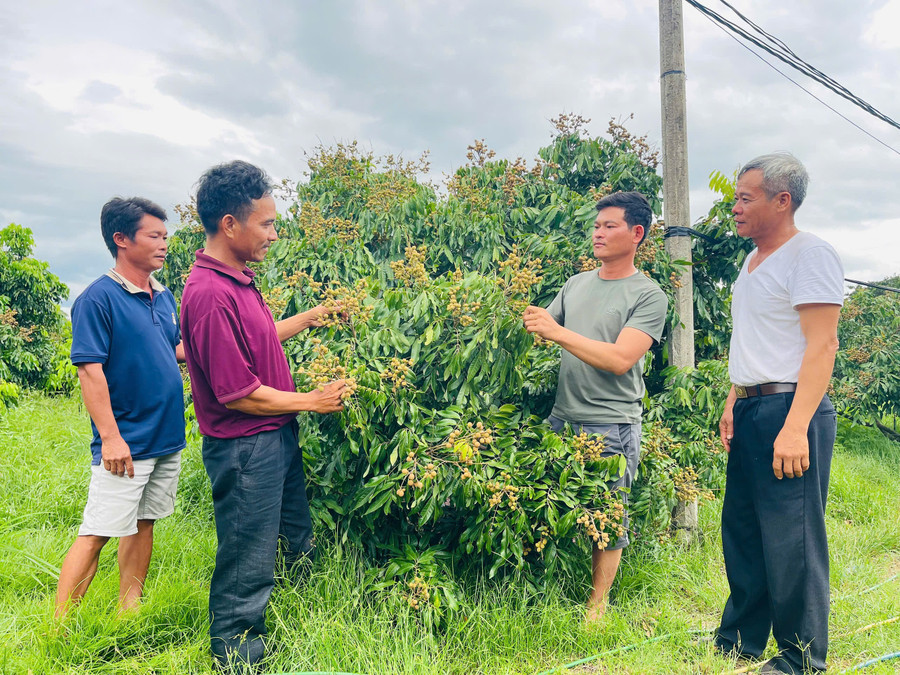Các thành viên Hợp tác xã Nông nghiệp và dịch vụ Hải Đăng chia sẻ kinh nghiệm trong trồng và chăm sóc cây ăn trái. Ảnh: Vũ Chi cac-thanh-vien-hop-tac-xa-nong-nghiep-va-dich-vu-hai-dang-chia-se-kinh-nghiem-trong-trong-va-cham-soc-cay-an-trai-anh-vu-chi.jpg