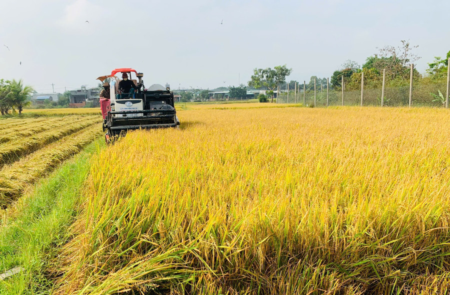 Nông dân phường Ayun Pa thu hoạch lúa vụ mùa. Ảnh: Vũ Chi nong-dan-phuong-ayun-pa-thu-hoach-lua-mua-anh-vu-chi.jpg