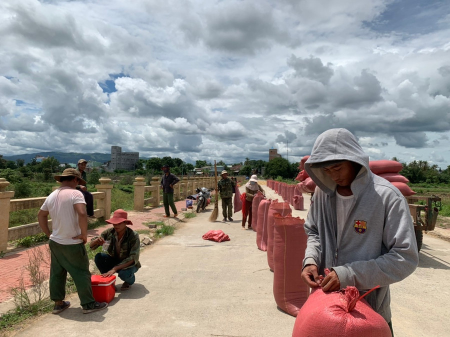 Giá lúa tươi xuống thấp nên nhiều hộ dân phơi khô, tích trữ chờ giá lên. Ảnh: Vũ Chi gia-lua-tuoi-xuong-thap-nen-nhieu-ho-dan-co-gang-phoi-kho-tich-tru-cho-gia-len-anh-vu-chi.jpg