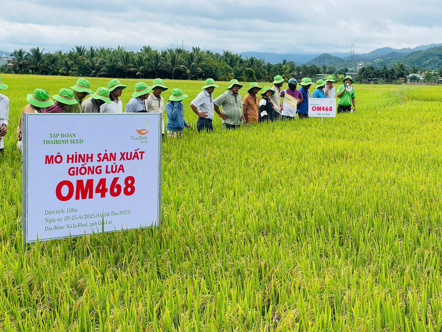 Các đại biểu tham quan mô hình thâm canh giống lúa OM468 tại cánh đồng bôn Hoai. Ảnh: Vũ Chi cac-dai-bieu-tham-quan-mo-hinh-tham-canh-giong-lua-om468-tai-canh-dong-bon-hoai-anh-vu-chi.jpg