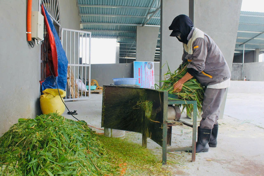 Thức ăn chủ yếu của hươu là cỏ cắt nhỏ trộn với cám gạo. Ảnh: Vũ Chi thuc-an-chu-yeu-cua-huou-la-co-cat-nho-tron-voi-cam-gao-anh-vu-chi.jpg