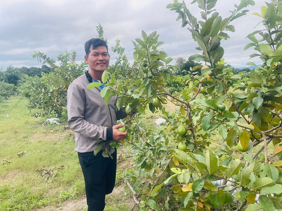 Sản phẩm ổi lê Hải Hưng của gia đình ông Đặng Quang Hải đạt chứng nhận OCOP 3 sao cấp tỉnh năm 2023. Ảnh: Vũ Chi san-pham-oi-le-hai-hung-cua-gia-dinh-anh-dang-quang-hai-dat-chung-nhan-ocop-3-sao-cap-tinh-nam-2023-anh-vu-chi.jpg